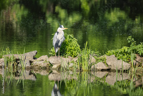 Photos Grey heron by lake with reflection in calm green water