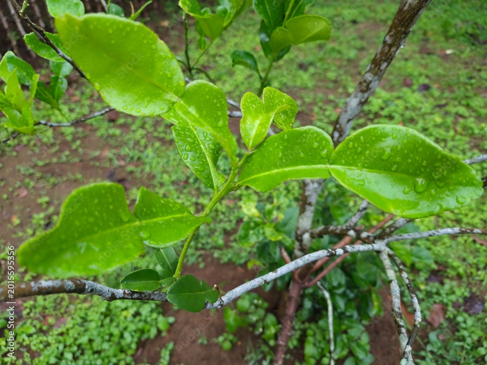 Fototapeta premium Detailed View of Aromatic Citrus Hystrix Leaves in Nature