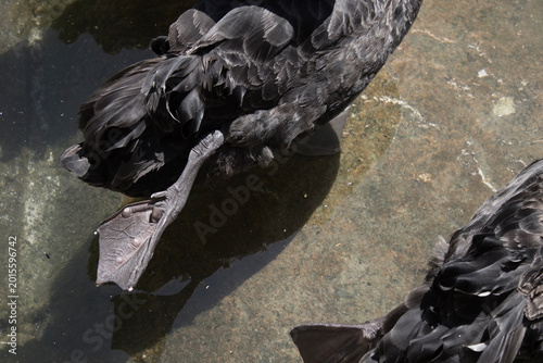 Close view of black swan body and webbed foot in shallow pond water, showing dark feather detail, wet texture, and aquatic bird anatomy for wildlife, zoology, nature study, and park habitat.