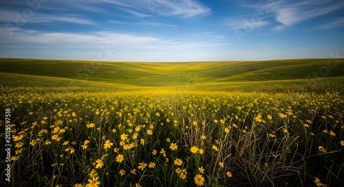 Vibrant Yellow Flower Field Under Blue Sky Panorama View
