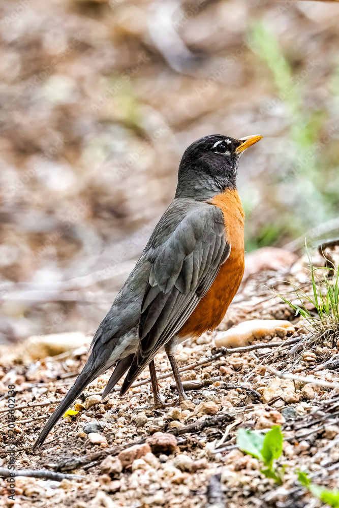 Fototapeta premium Robin on the Ground
