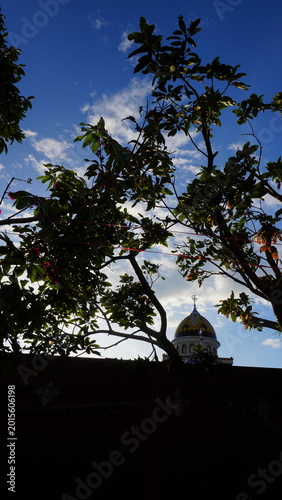 Shadow of mango tree branches with a bright blue sky and white clouds in the background, creating a calm tropical nature atmosphere and soft outdoor scenery