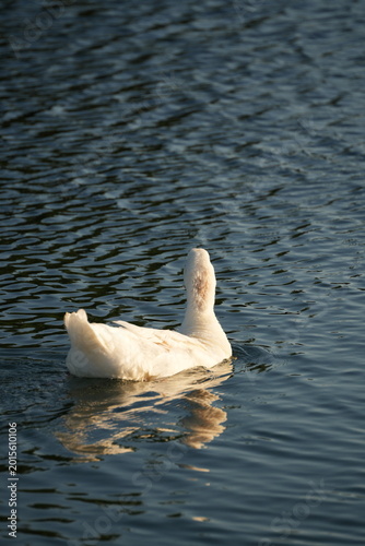 White goose standing on green grass in sunlight