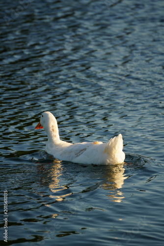 White goose standing on green grass in sunlight