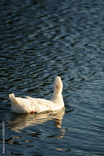 White goose standing on green grass in sunlight
