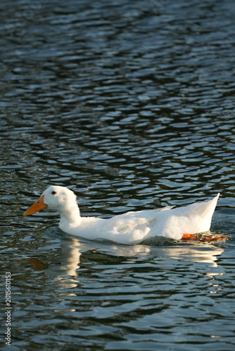 White goose standing on green grass in sunlight