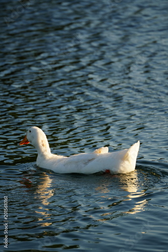White goose standing on green grass in sunlight