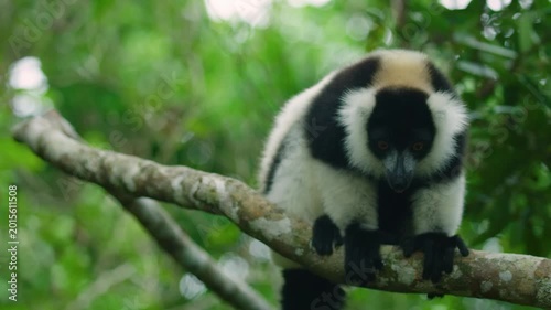 Black-and-white ruffed lemur (Varecia Variegata).Endemic Madagascar. 4K.