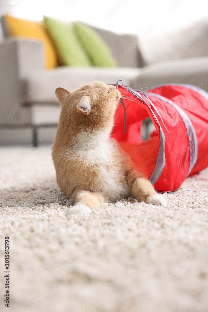 Fototapeta premium Cute cat in toy tunnel on carpet at home
