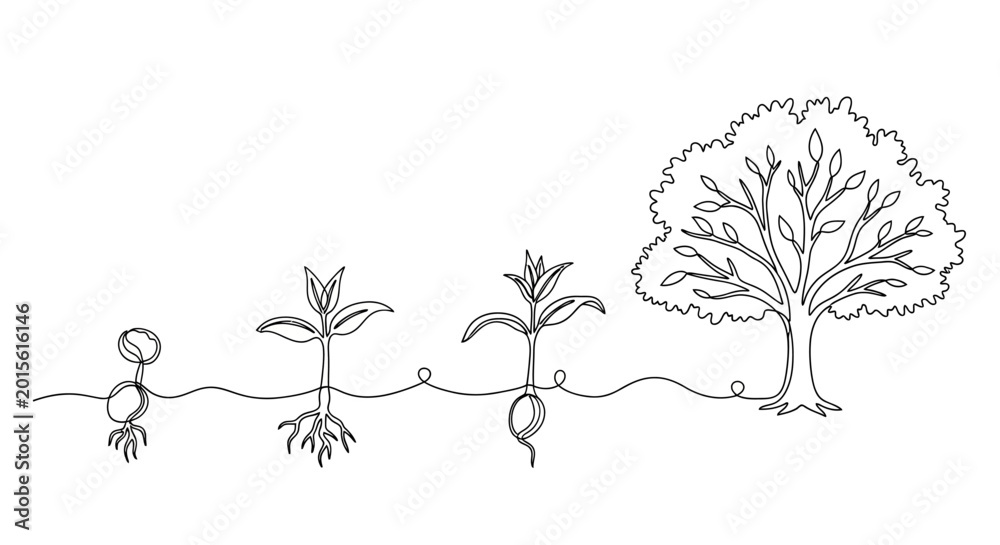 Fototapeta premium Tree growth stages from seedling roots.