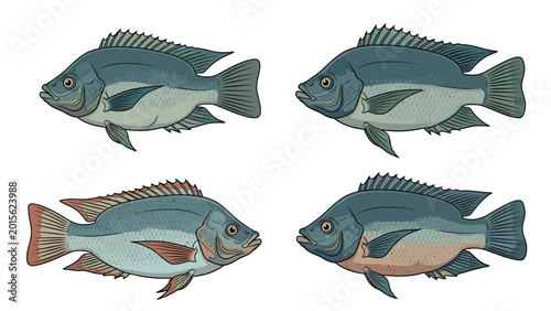 Set of Tilapia Fish Illustrations. Four freshwater fish designs, hand-drawn vector art for aquaculture or marine themes.