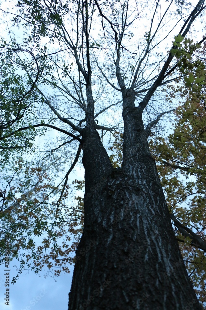 Fototapeta premium trees and sky