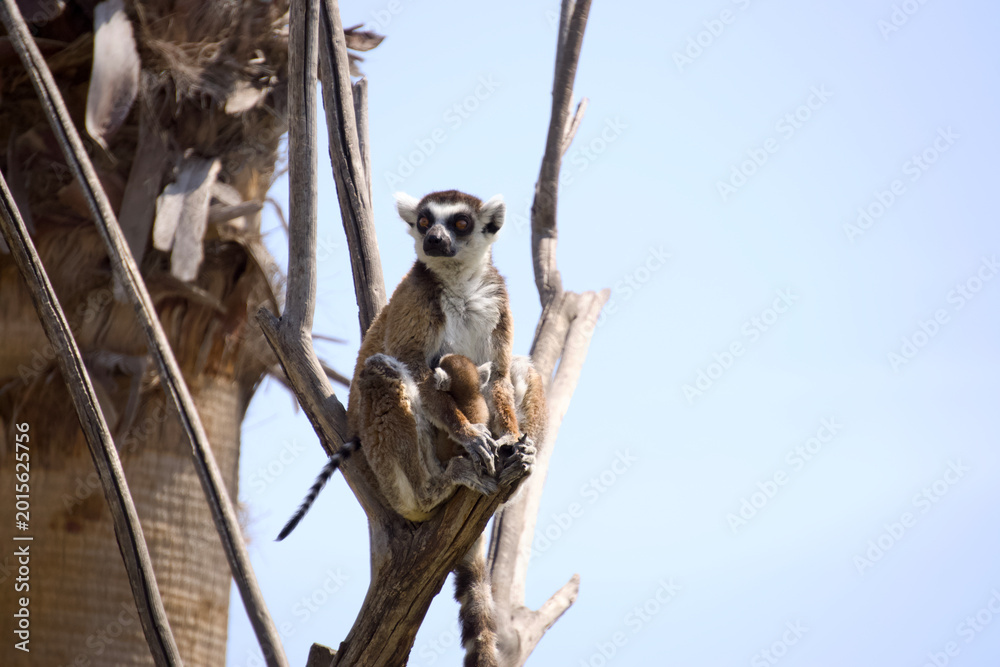 Fototapeta premium Medium Shot Ring-tailed Lemur Mother with Infant Baby Sitting on Tree Branch