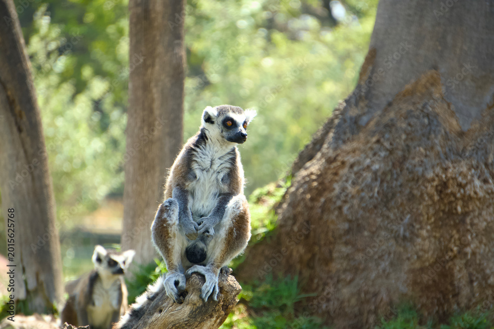 Fototapeta premium Medium Shot Ring-tailed Lemur Perched on Log with Soft Green Bokeh Background