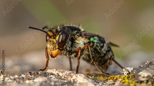 Macro shot of a furry insect with iridescent spots, perched on a textured surface