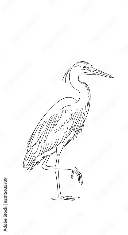 Fototapeta premium Detailed drawing of a heron bird.