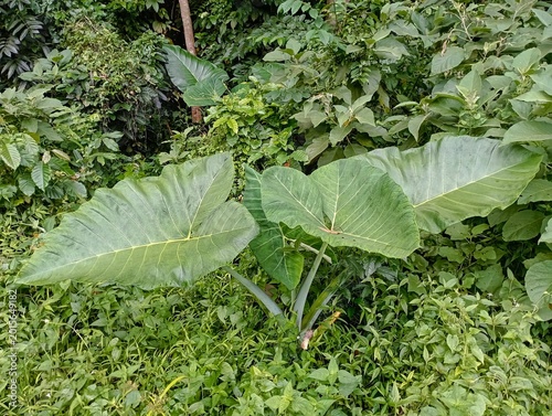 Fotografija Taro Leaves in the Rainforest, these are taro leaves exposed to sunlight, it rai