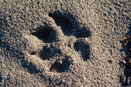 Tableau sur toile Close-up of a single animal paw print impressed in coarse beach sand