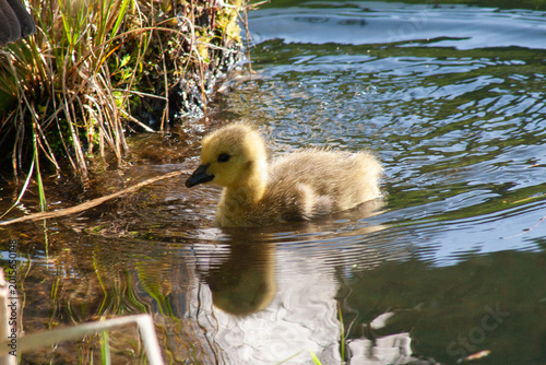 Foto Adorable fluffy gosling swims in calm water with reflections
