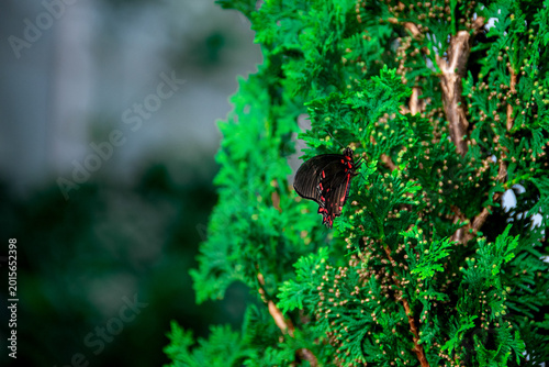 Butterfly on a bush