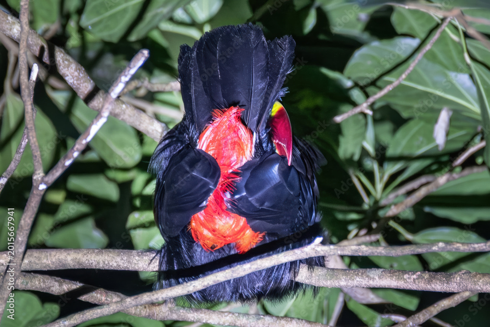Fototapeta premium oucanet sleeping in the branches at night at Santa Elena Cloud Forest, Monteverde, Costa Rica