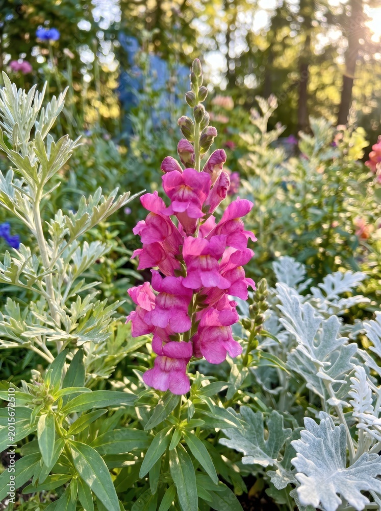Obraz premium Tall pink snapdragon flower spike blooming in a sunny summer flowerbed with snapdragon, antirrhinum