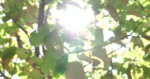 Blur the natural background, leaves rustling in the wind and sunlight shining through.