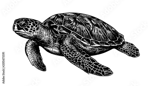 Konstfotografi Sea turtle vector bundle with vintage hand drawn engraving style marine wildlife