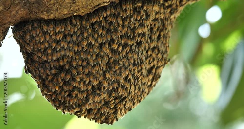 Closely connected, a group of bees on a hive to nature, to the ecosystem.