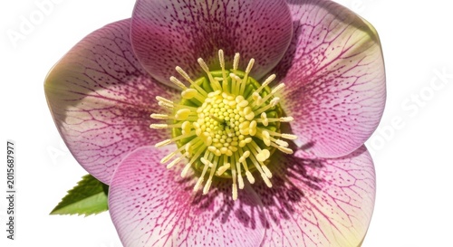 Macro view of a delicate pink hellebore flower with intricate center