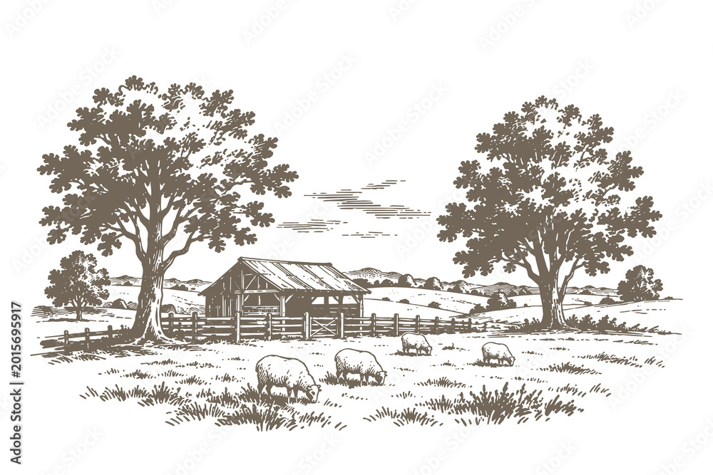 Naklejka premium Traditional farm barn with sheep in meadow landscape vector illustration, hand drawn engraving style agriculture scene for organic branding.