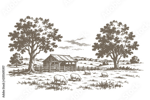 Traditional farm barn with sheep in meadow landscape vector illustration, hand drawn engraving style agriculture scene for organic branding.