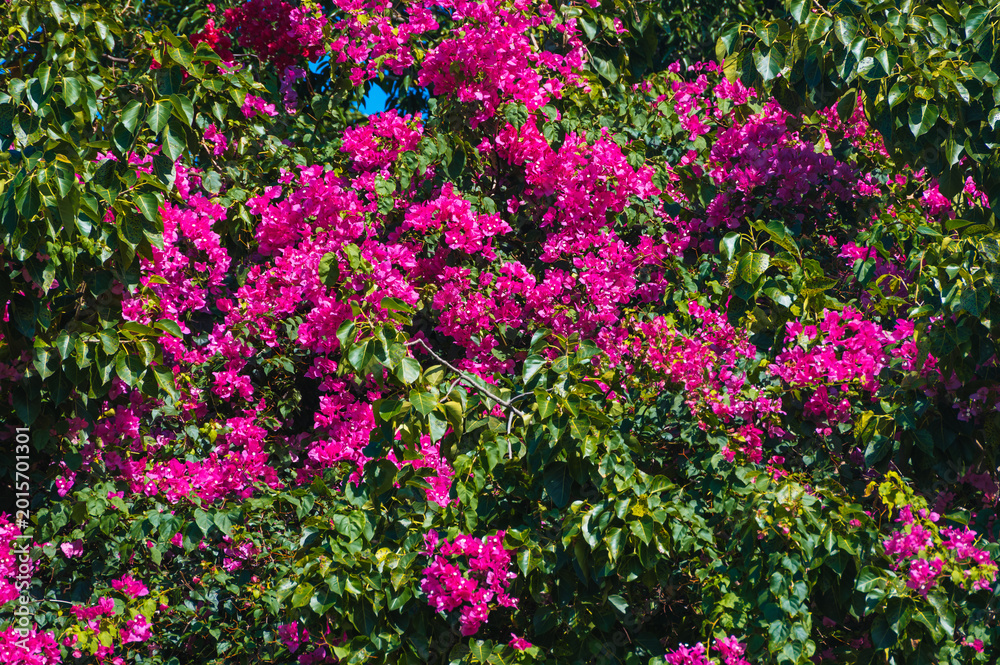 Fototapeta premium Bright pink bougainvillea flowers blooming in tropical garden sunlight