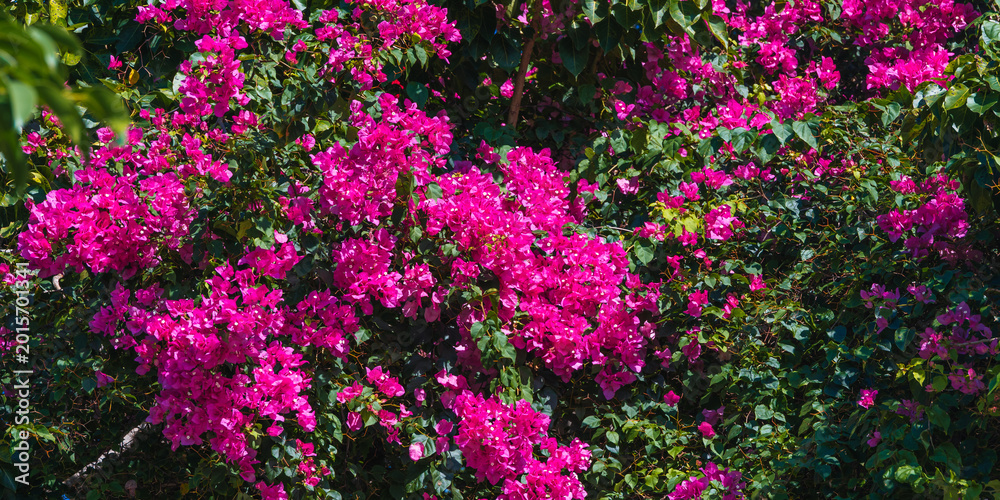 Obraz premium Exotic pink bougainvillea blossoms background in sunny tropical garden