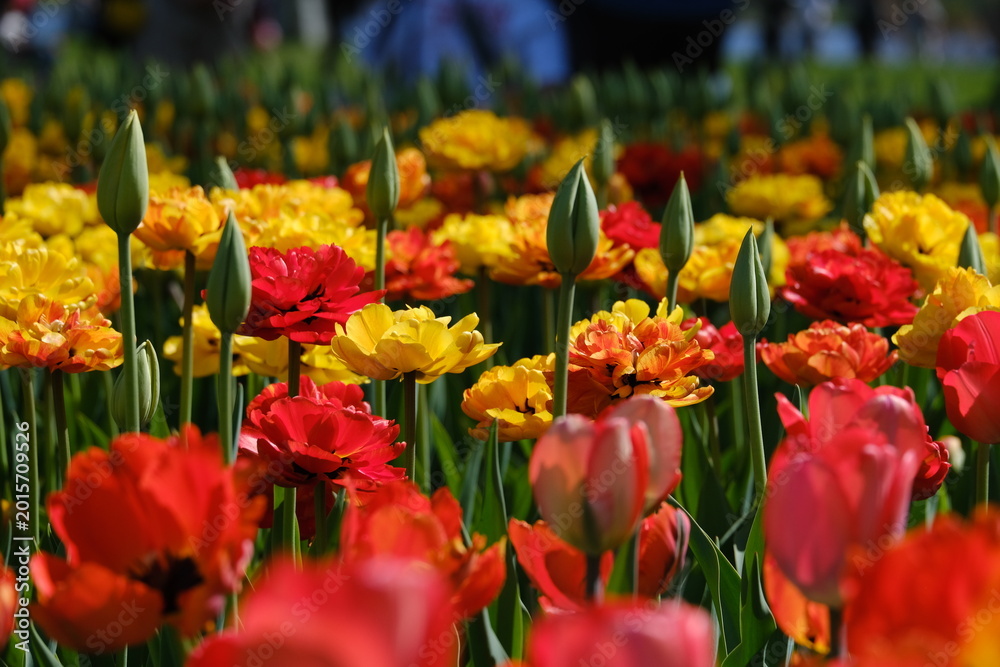 Fototapeta premium Colorful tulips bloom at the Canadian Tulip Festival in Ottawa, Ontario, Canada with visitors in soft focus. g.