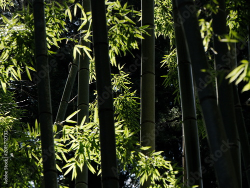 竹林イメージ１