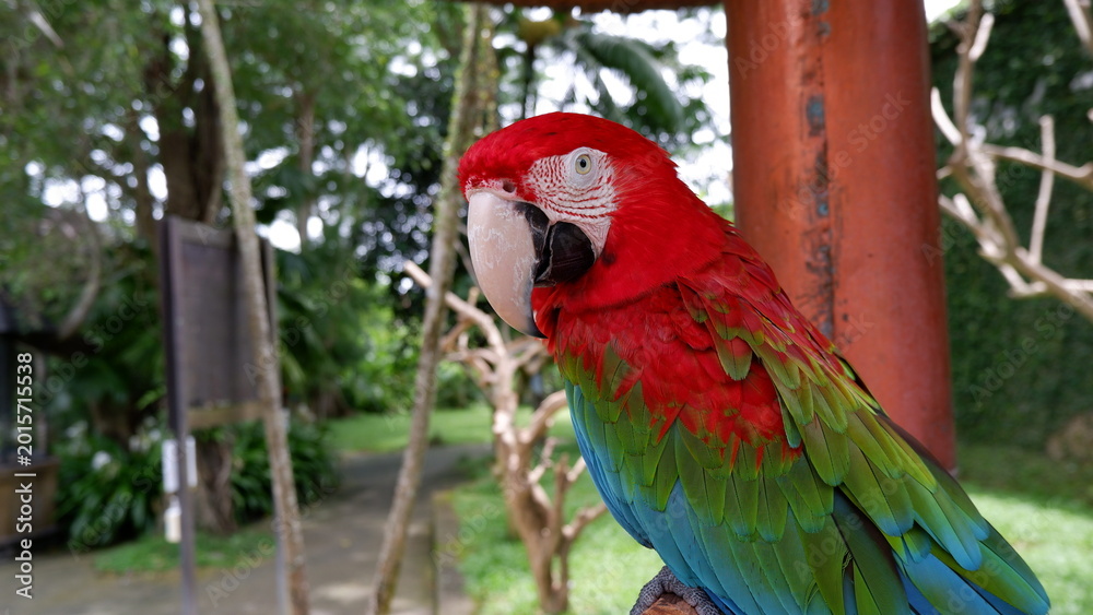 Obraz premium Colorful macaw parrot perched on wooden stand in tropical park. Exotic bird with vibrant red, blue, and green feathers, wildlife photography, nature and animal conservation concept. 