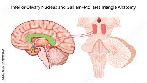 Schilderij op canvas Inferior Olivary Nucleus and Guillain–Mollaret Triangle Anatomy
the inferior olivary nucleus and neural connections involved in the Guillain–Mollaret triangle