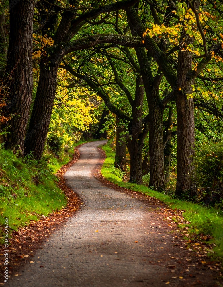 Fototapeta premium A serene autumnal road surrounded by trees