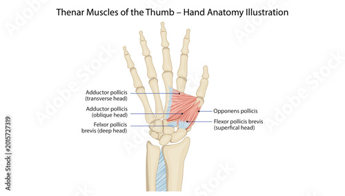 Tableau sur toile Thenar Muscles of the Thumb – Hand Anatomy Illustration
thenar muscles showing adductor pollicis, opponens pollicis, and flexor pollicis brevis in the human hand