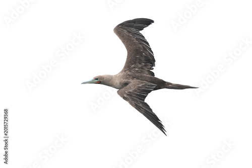 Red-footed Booby isolated on white backgroung, Red feet, blue beak, and a whole lot of personality