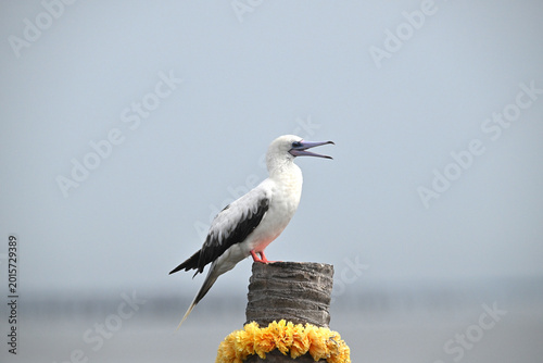 From the deep blue to the treetops. The incredible Red-footed Booby