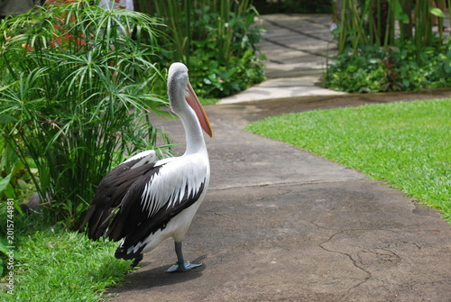 Foto Australian pelican standing on green grass in tropical park
