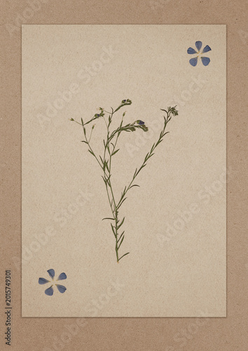 Vintage background with dried wildflowers on antique paper texture. Floral herbarium with pressed plants. Minimal botanical layout.