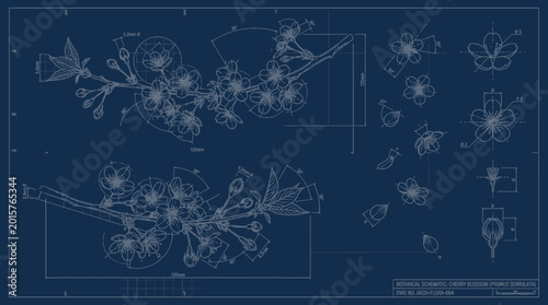 Botanical schematic cherry blossom Prunus serrulata technical drawing