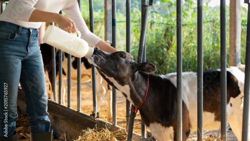 Canvastavla young female farmer is feeding from the bottle with dummy an ecologically grown newborn calf used for biological milk products industry in a cowshed stable of countryside dairy farm