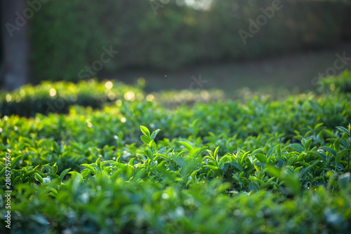 Photos Close up Tree tea plant green nature in morning