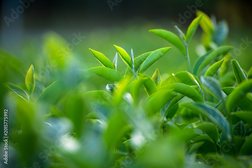 Tableau sur toile Green tea tree in farm