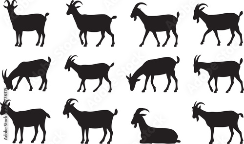 Foto Black goats in various standing and grazing poses