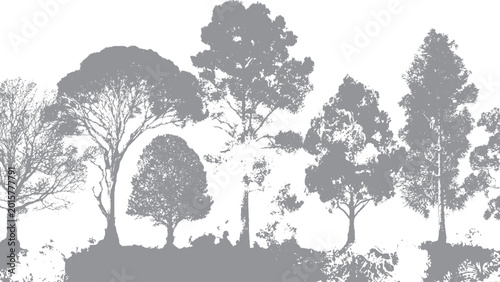 Vászonkép Silhouettes of beautiful ash trees, set